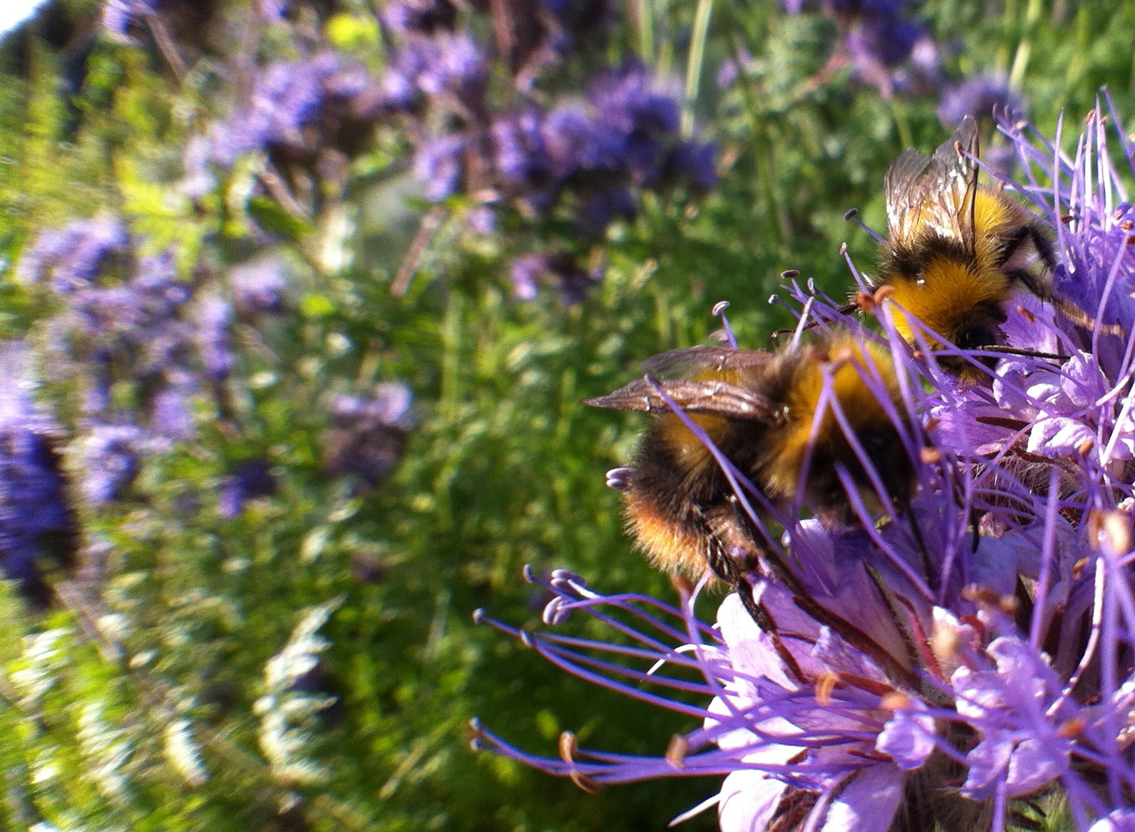 Winning bee photo credit Tom Green.jpg