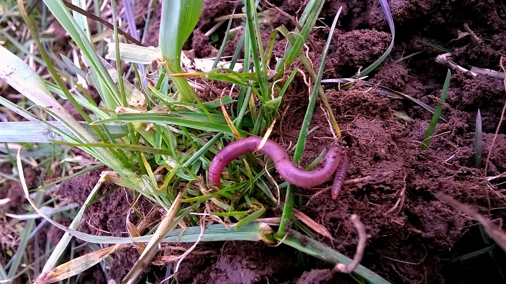 Worm in soil Perth