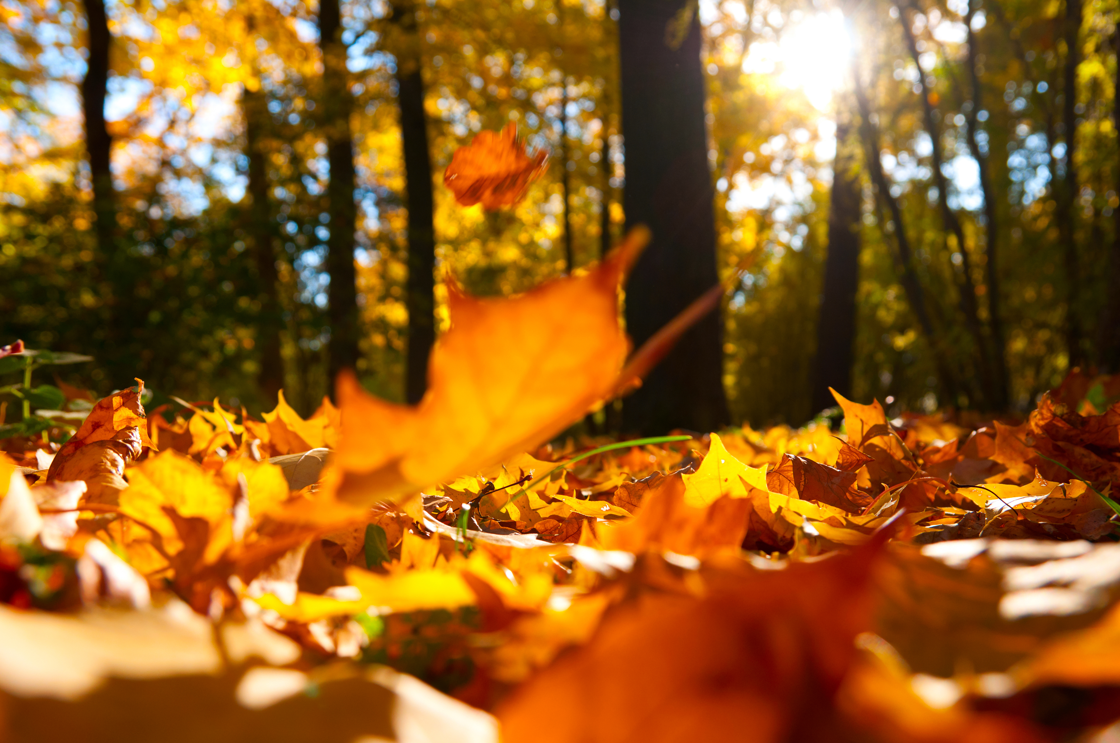 autumn leaves.jpg