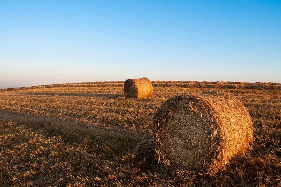 hay.jpg