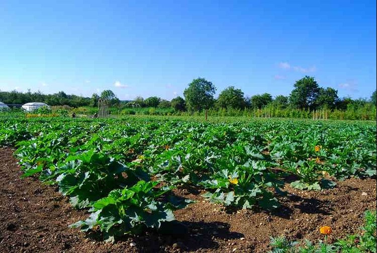 courgette