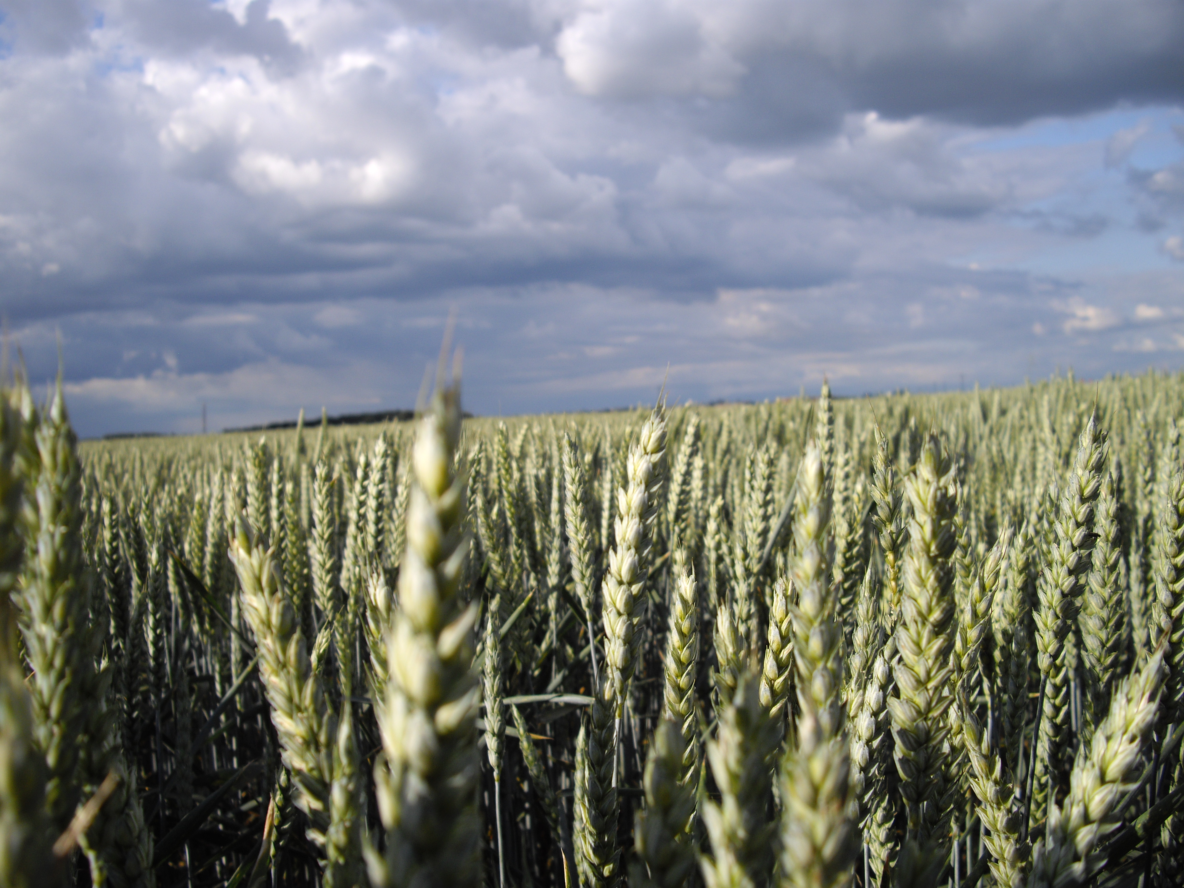 wheat-in-field.JPG