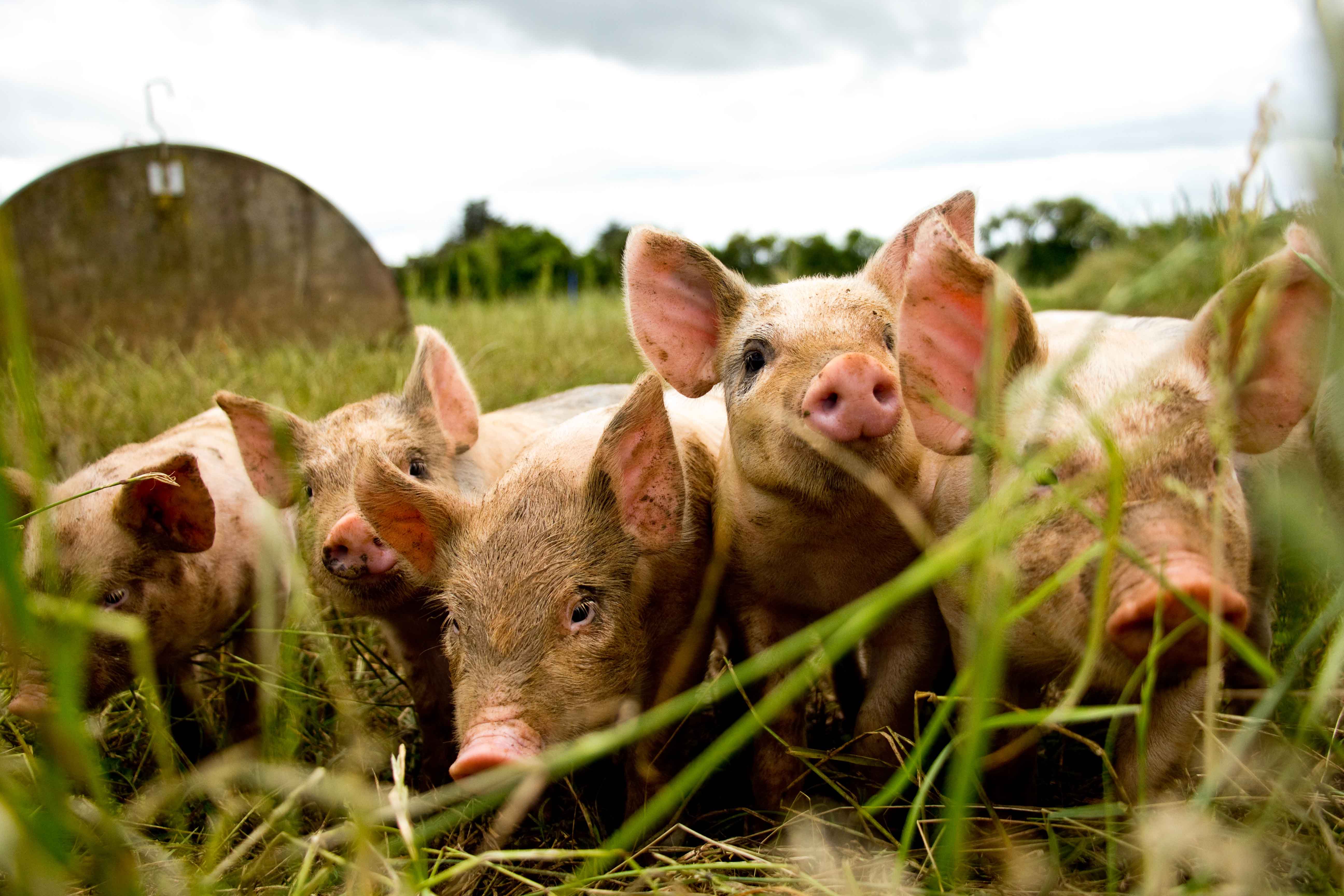 Reducing antibiotics in farming