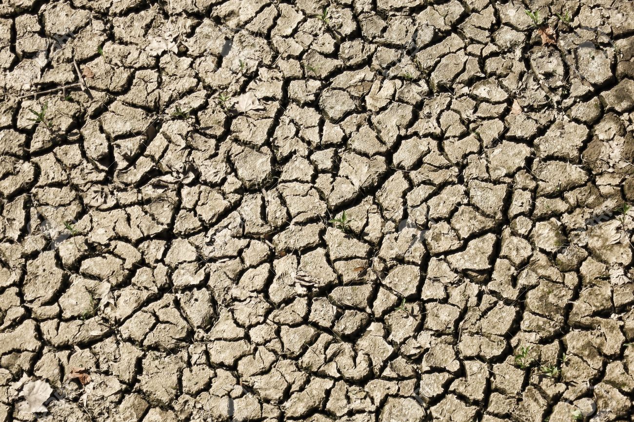 ORGANIC SOIL ASSOCIATION