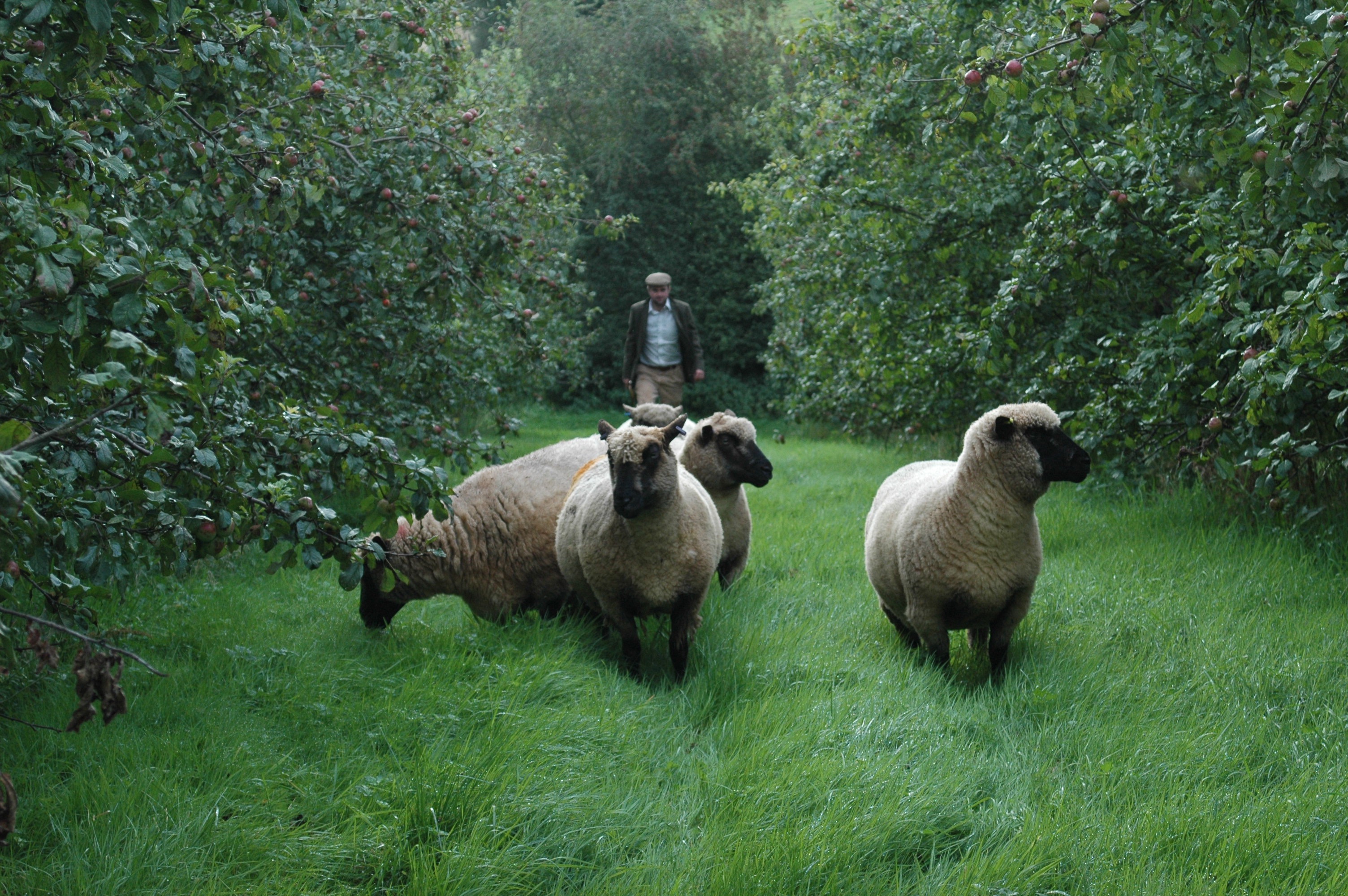 Shropshire Sheep