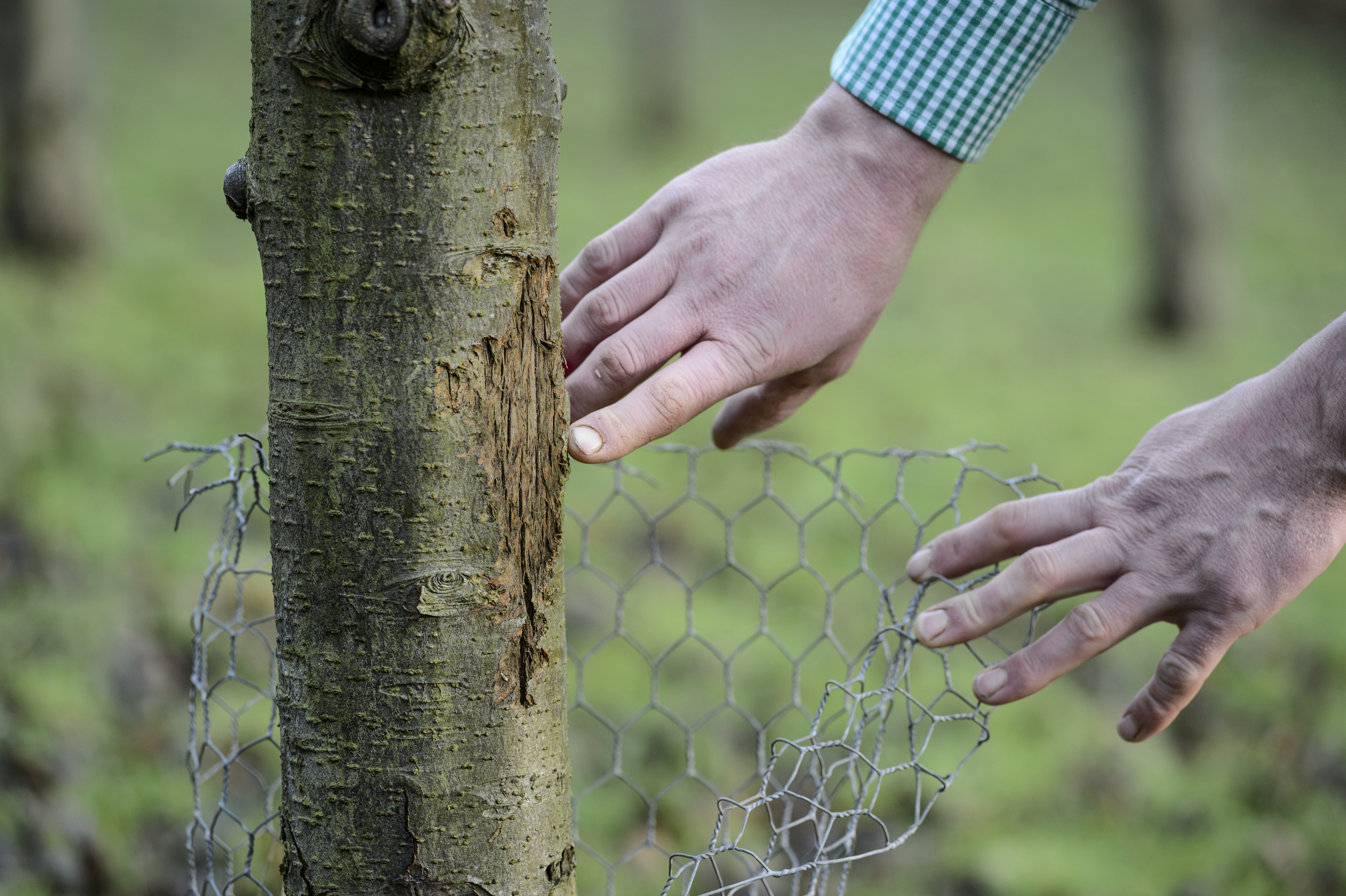 Shropshire Sheep - effect on trees.jpg