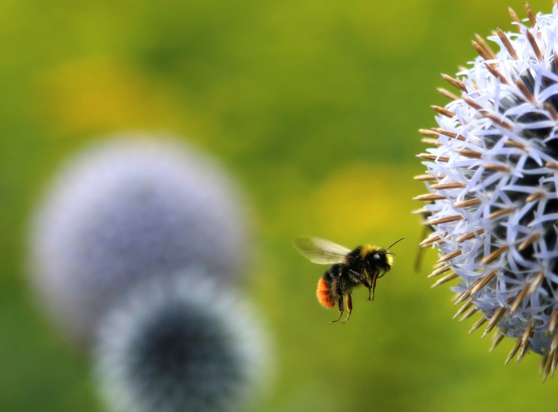bee-istock_000000745159_medium.jpg (1)