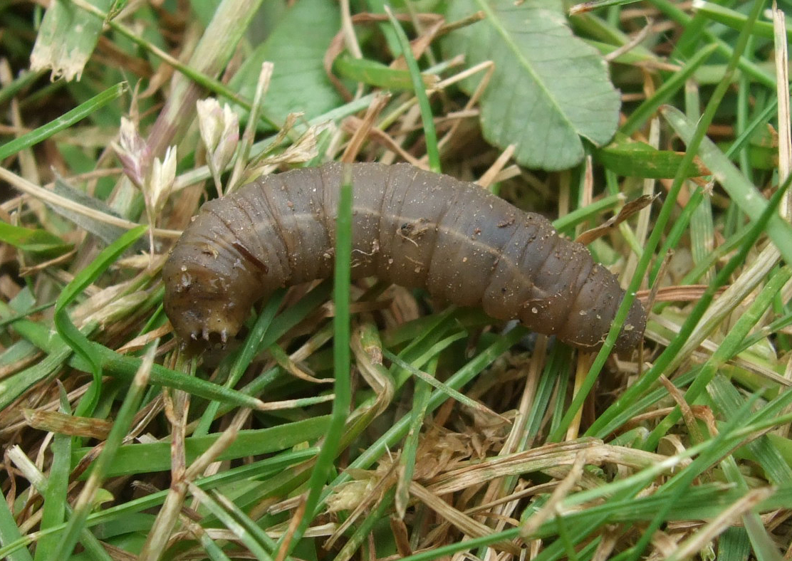 leatherjacket image.jpg