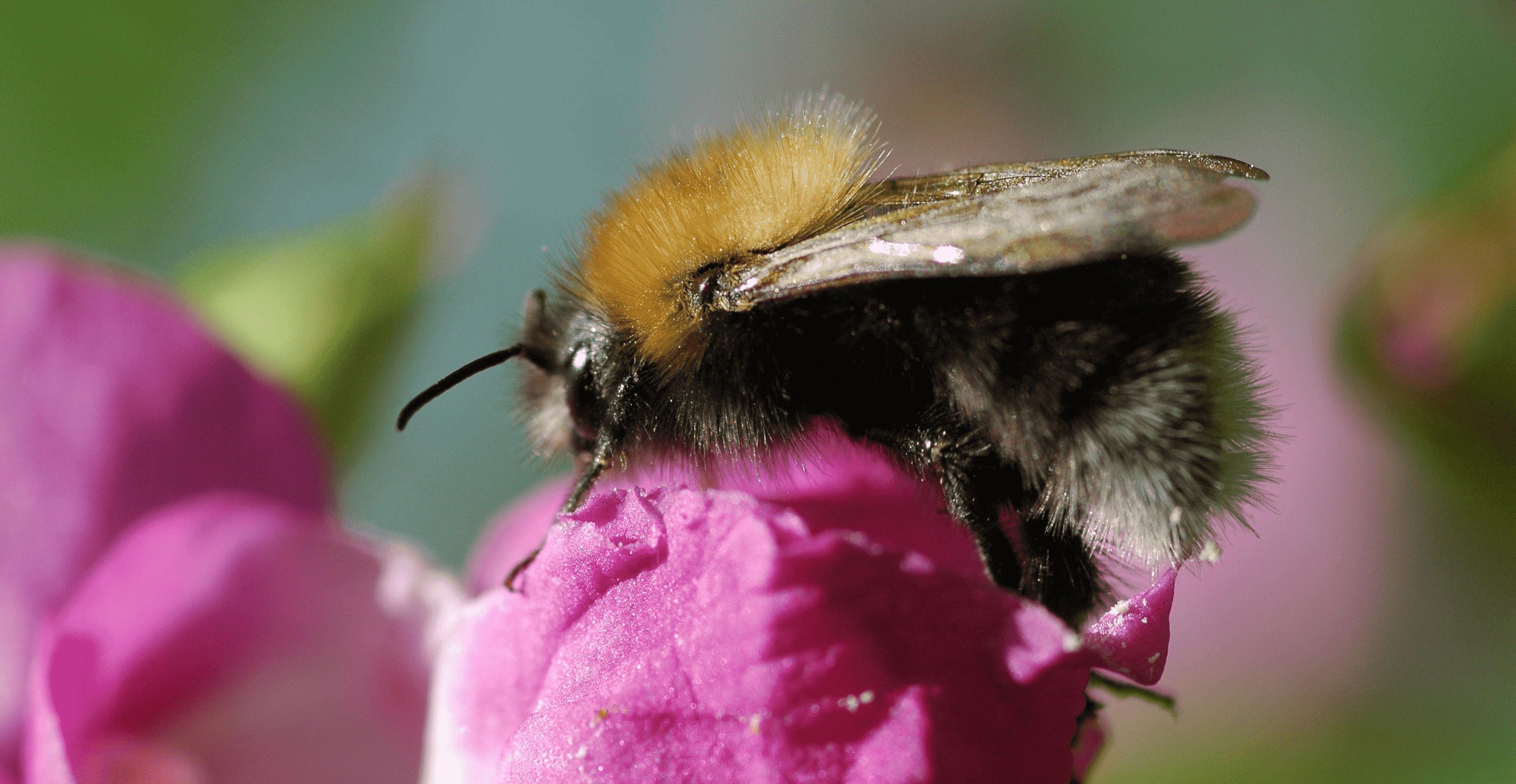 Bee-friendly flowers and herbs