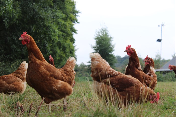 Farmer-led trial could help move away from imported soya feed